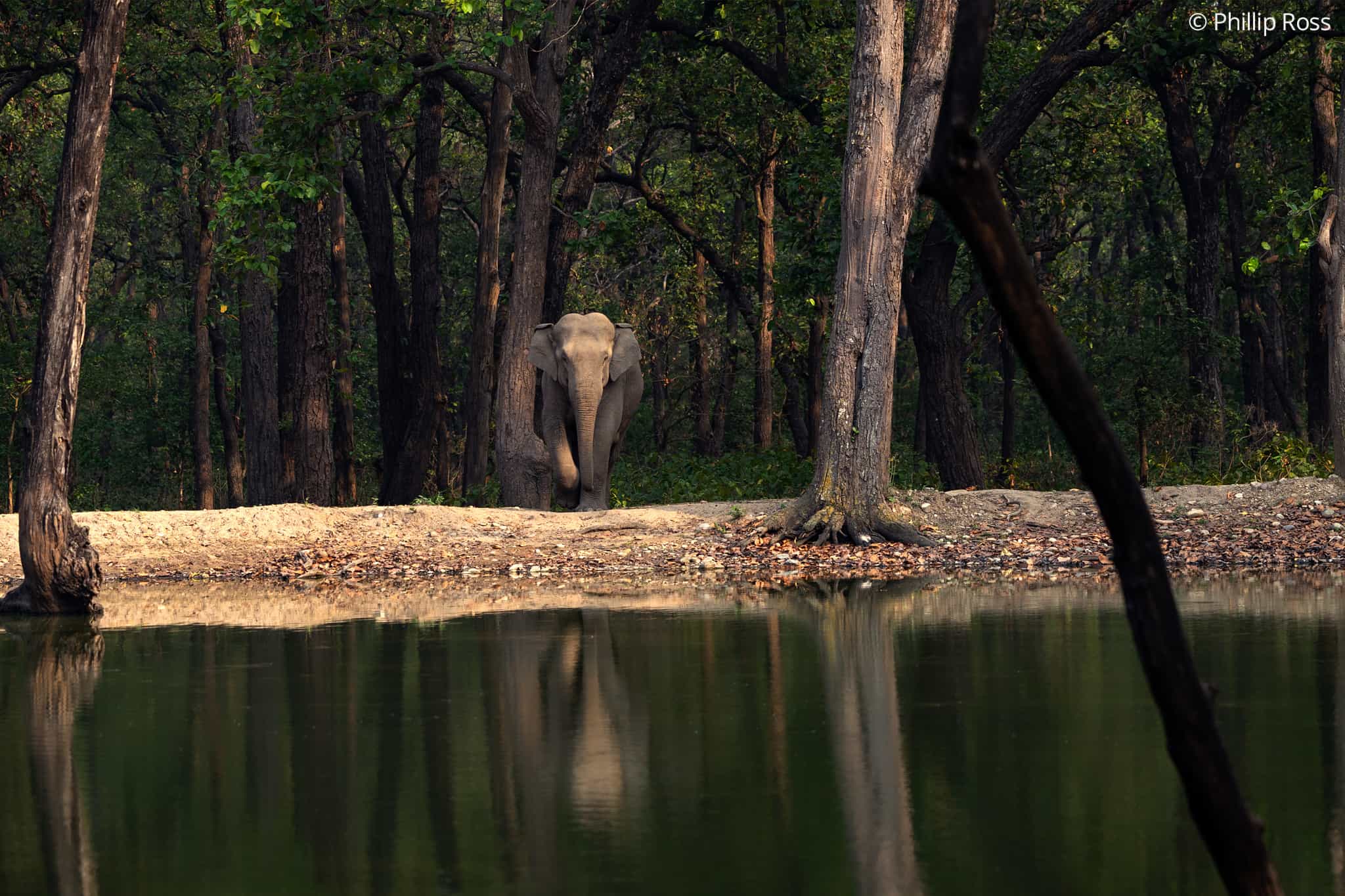 Elephant_Rajaji1