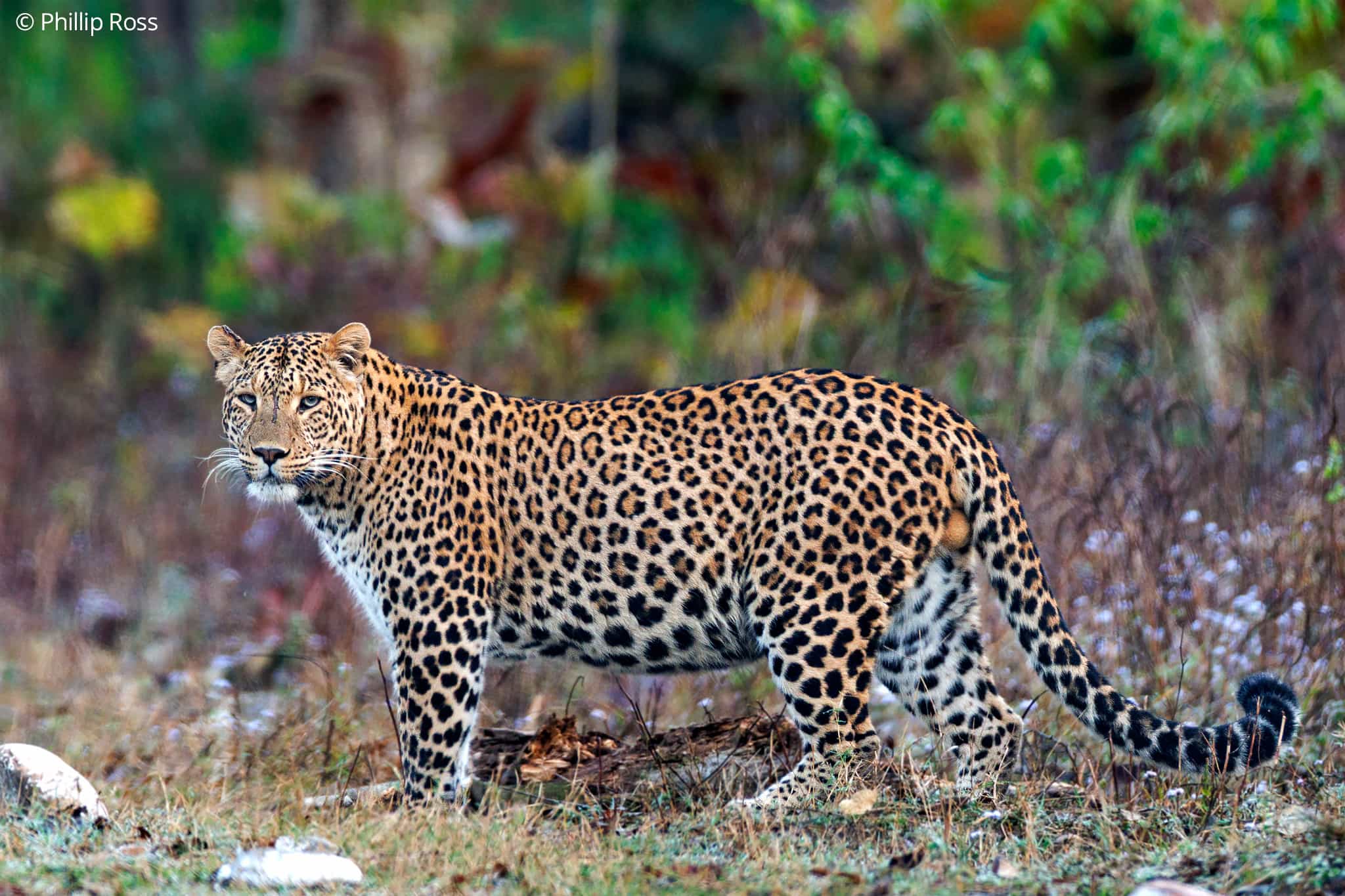 Leopard_Rajaji3