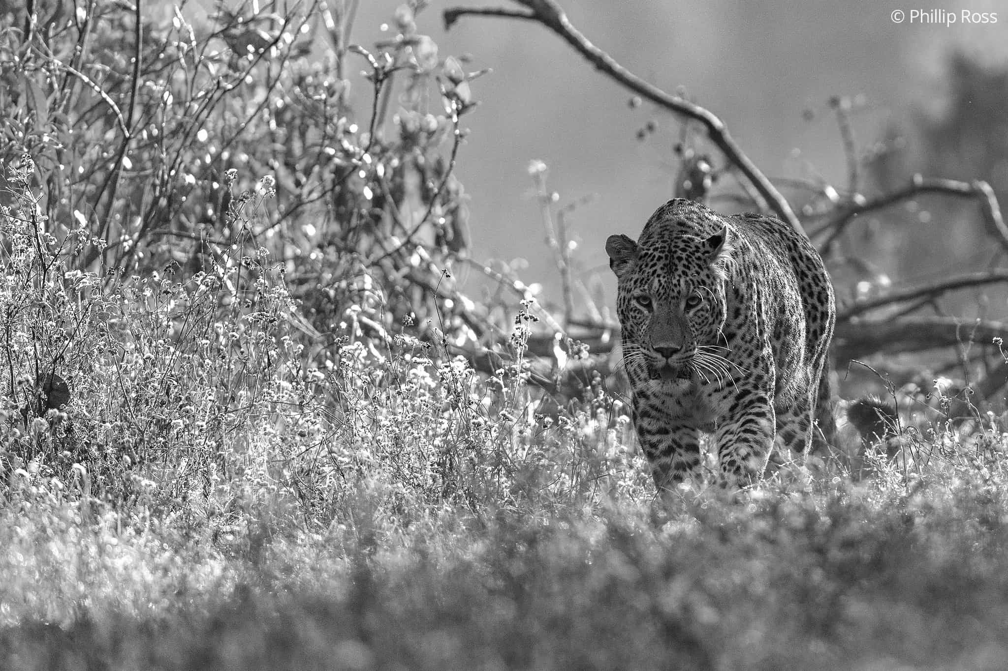 Leopard_Rajaji4