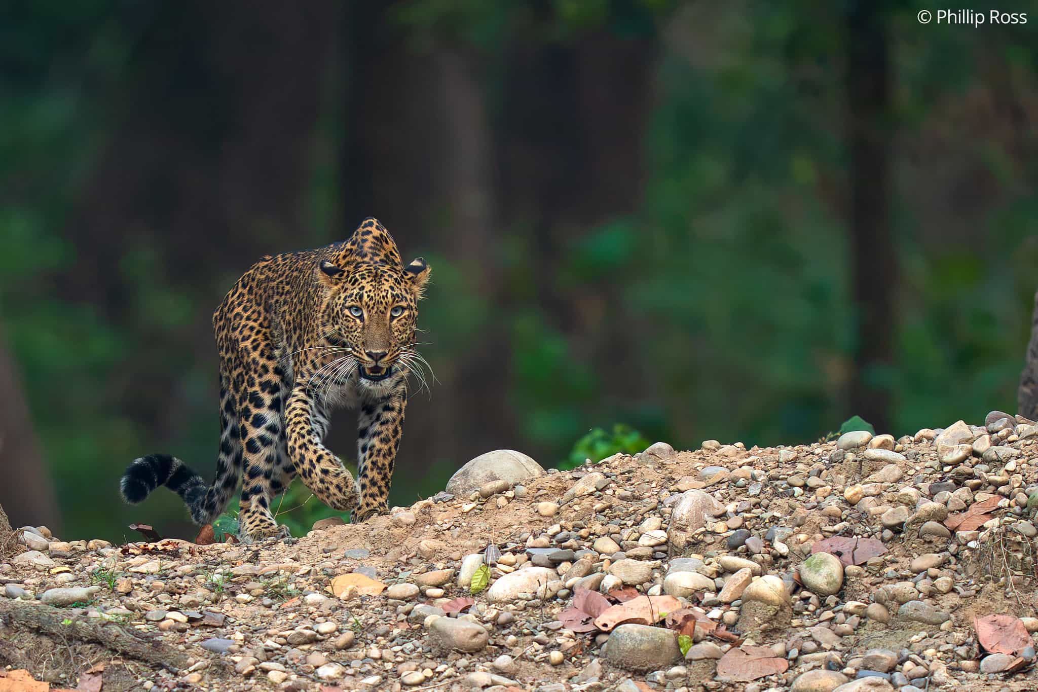 Leopard_Rajaji5