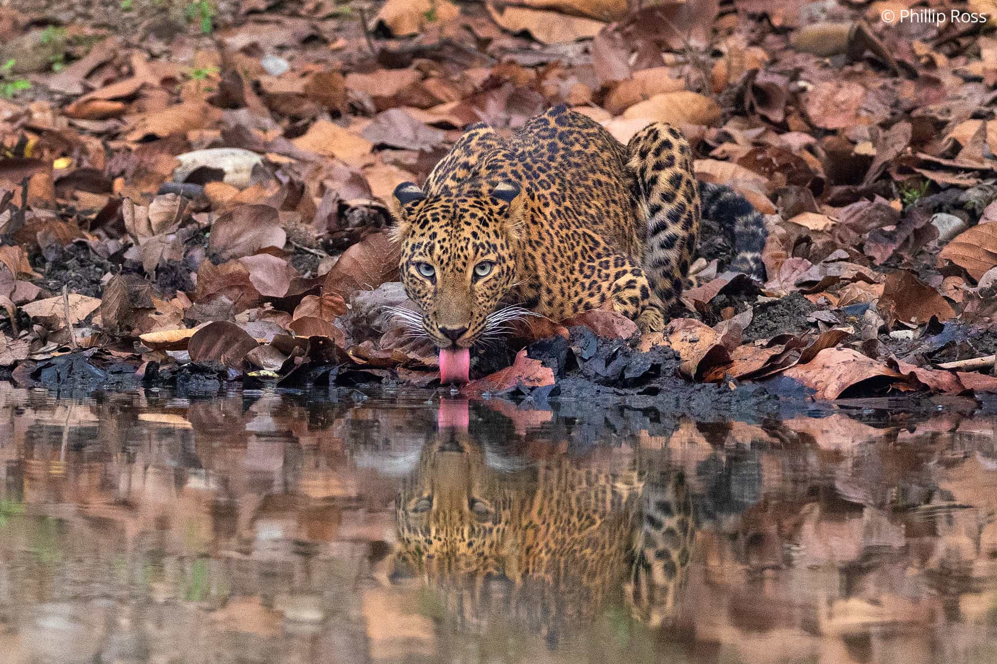 Leopard_Rajaji6