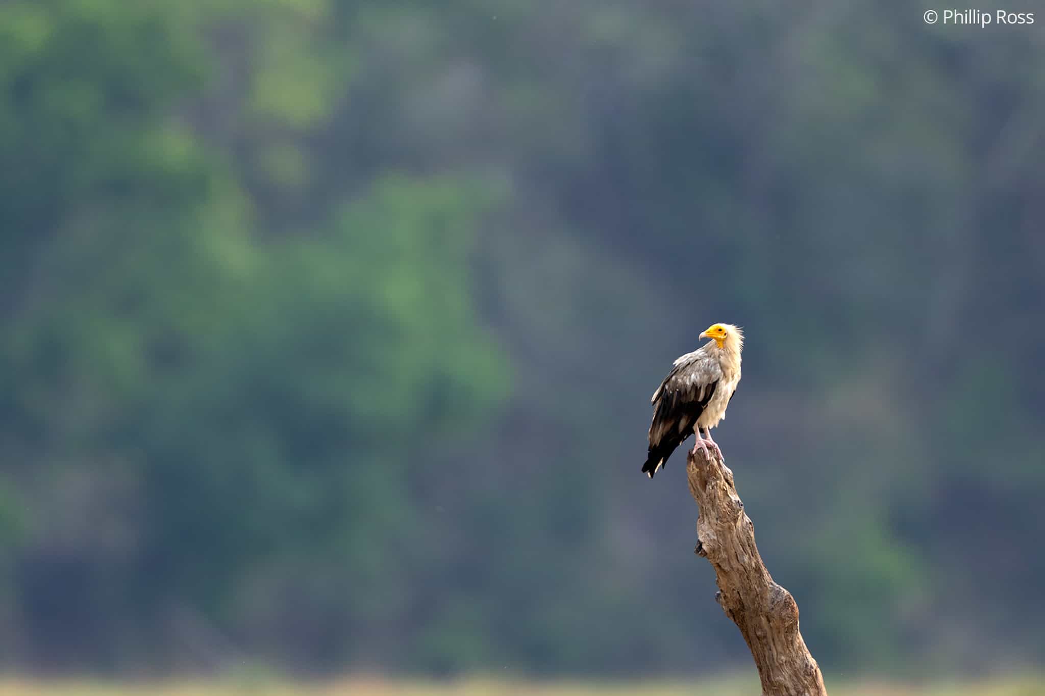 Vulture_Rajaji